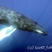whale_humpback_h_00266_dom3667.jpg